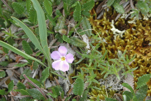 Image of Phlox richardsonii by (c) Syd Cannings, some rights reserved (CC BY)