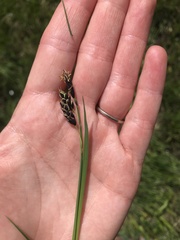 Carex pluriflora