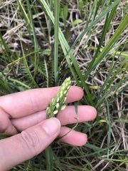 Platanthera dilatata