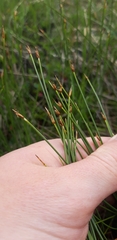Eleocharis uniglumis