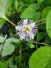 Passiflora colimensis