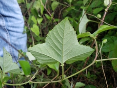 Passiflora colimensis
