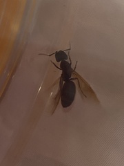 Camponotus
