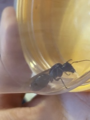 Camponotus
