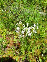 Media resource of Platanthera blephariglottis