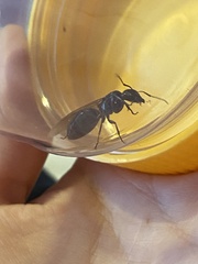 Camponotus