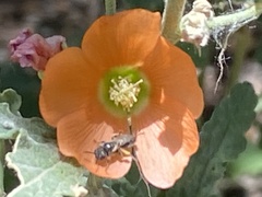 Macrotera