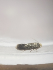 Monopis weaverella