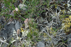 Tofieldia coccinea