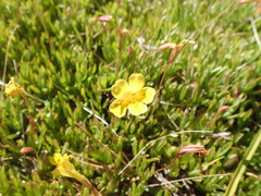Erythranthe linearifolia