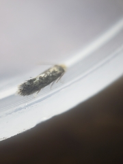 Monopis weaverella