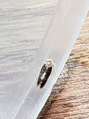 Monopis weaverella