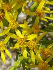 Pittocaulon praecox