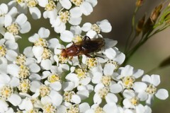 Hammerschmidtia rufa
