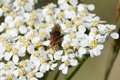 Hammerschmidtia rufa