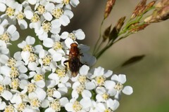 Hammerschmidtia rufa