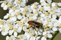 Hammerschmidtia rufa