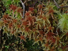 Sphagnum subnitens