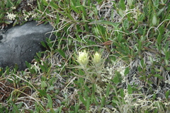 Castilleja hyperborea