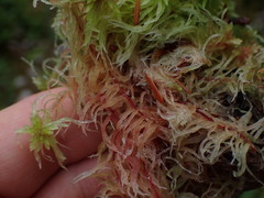 Sphagnum subnitens