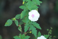 Distimake dissectus dissectus