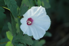 Distimake dissectus dissectus