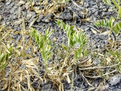 Lathyrus pauciflorus utahensis