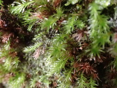 Pohlia longibracteata