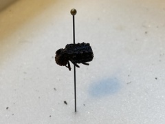 Bolitotherus cornutus