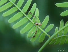 Misumenops maculissparsus