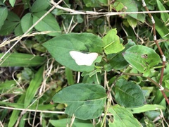 Scopula propinquaria