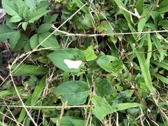 Scopula propinquaria