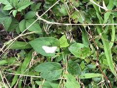 Scopula propinquaria