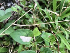 Scopula propinquaria