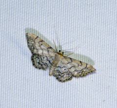 Idaea moniliata