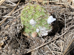 Dactylopius confusus