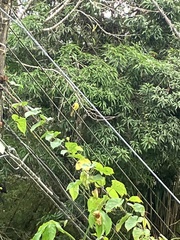 Myiozetetes granadensis