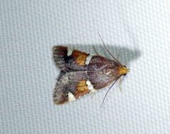 Pyralis regalis