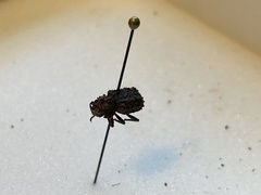 Bolitotherus cornutus