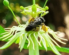 Protandrena passiflorae