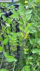 Solanum dulcamara