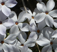 Phlox condensata