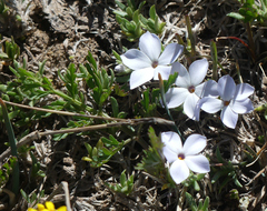 Phlox condensata