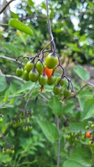 Solanum dulcamara