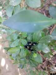 Calydna sturnula