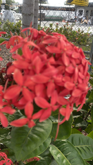 Ixora coccinea
