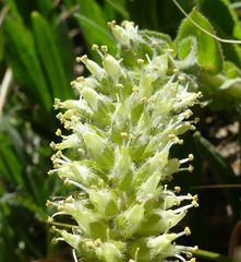 Veronica plantaginea