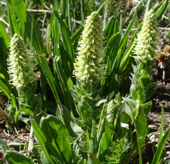 Veronica plantaginea