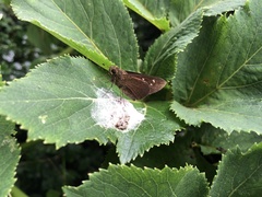 Caltoris cahira austeni