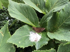 Caltoris cahira austeni